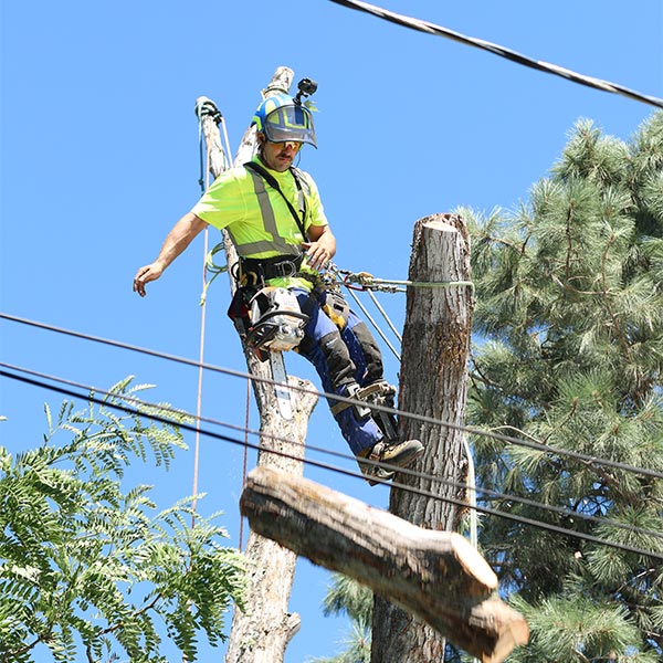 worker trimming tree for power lines