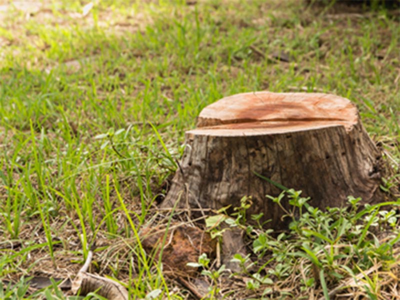 Tree Stump grinding and removal