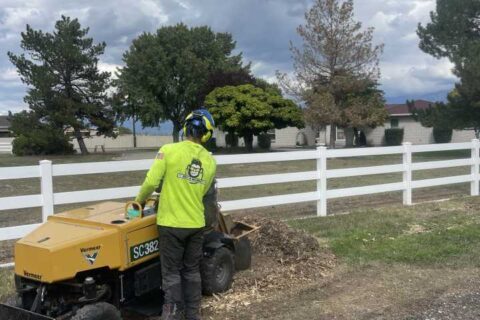 Common Signs That Indicate the Need for Stump Grinding, Salt Lake City, UT